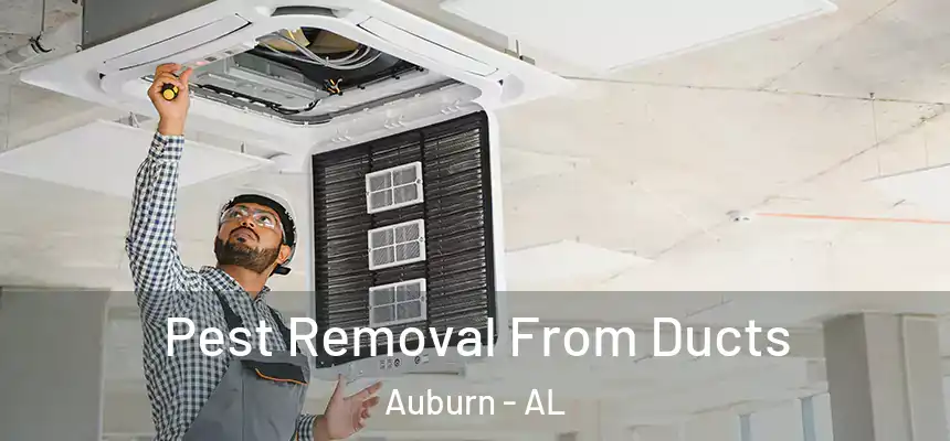  Pest Removal From Ducts Auburn - AL